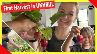 Our First Harvest in Ukhrul VLOG235 | TheShimrays