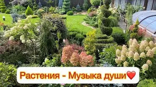 Растения - Музыка 🎵 для Души ❤️❤️ Мой сад. Музыка - Игорь Крутой