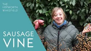 Sausage Vine Fruits for the First Time in The Hepworth Wakefield Garden