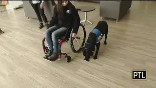 How Advanced Training Works At Canine Companions For Independence