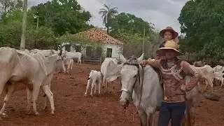 TOCANDO GADO NO SITIO SOU DA ROÇA