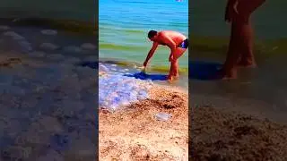 Нашествие медуз, в Азовском море!!! 