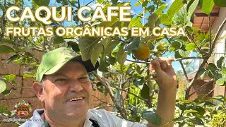 Dicas para plantar caqui café