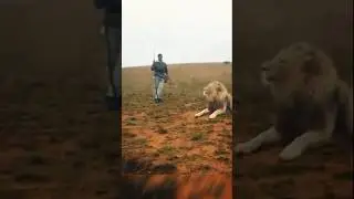 Lion subduing staff.