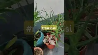 #repatriasi