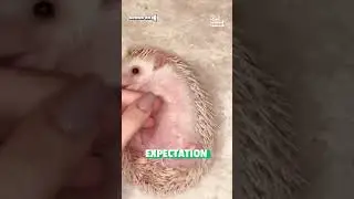 Feisty Hedgehog Munches on Pet Parent's Nose!