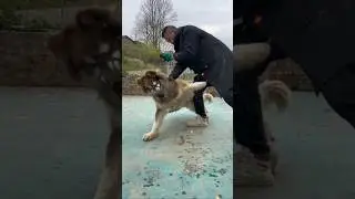 How To Train Big Malamute Husky Dog At Home 🥶💀 