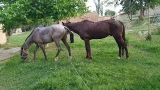 Semental Corindón caballos . Encuentro de primavera con yeguas Cavalos horses