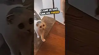 A cat got surprised after his friend gone 🥺💕 