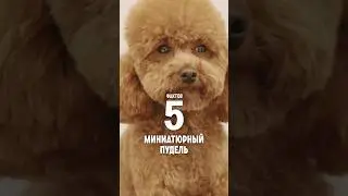 5 фактов о породе – Миниатюрный пудель. 