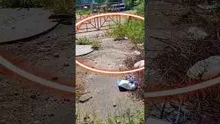 Крыса Таскает Хлеб #крысы #крыса