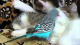Попугай и котята Parrot and kittens)