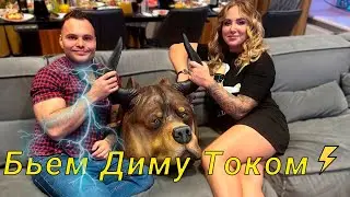Месть… Собаки бьют Диму ТОКОМ⚡Как воспитать щенка с нуля?  Годовщина AlfaBulls🥳
