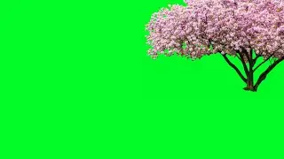 Sakura tree Green Screen Video | No Copyright Free to Use