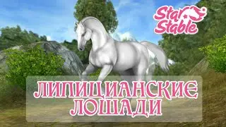 ЛИППИЦИАНСКАЯ ЛОШАДЬ| Покупка-Обзор|SSO