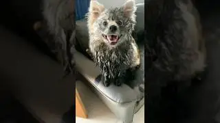 Дратути! Я вот нагулялся весь ☺️🐶🤣