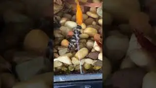 Yo Yo Loach & Cherry Shrimp Feeding Time #shorts