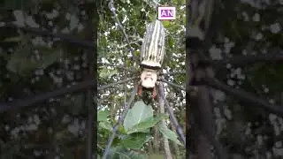 Amazing forest animals spider or joke