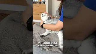 Породы кошек, которые не любят сидеть на руках 