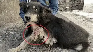 Rescue Poor Dog who was hit bike with big wound on her front leg