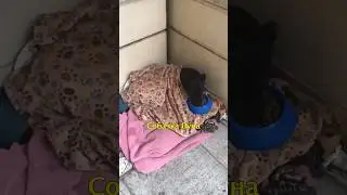 🇦🇿Как Мы Спасли Выброшенную Собаку🐶