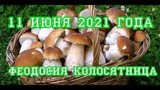 11 июня 2021 Феодосья Колосятница /Что можно и нельзя делать./Народные приметы и традиции.