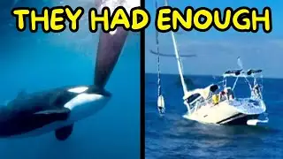 Why Are Orcas Suddenly Attacking Boats Now?