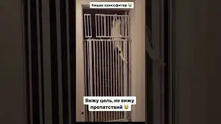 Лютый тип😹 #кот #коты #котик #котики #котэ #котята #котятки #мем #мемы #юмор #жиза #жесть #топ #лол
