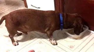 Dachshund loves eating Pedigree dog food.