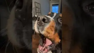 My Fluffy Dog Tells Me “Good Morning” Every Single Morning 😂