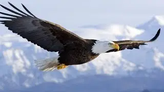 Eagle Sound । Eagle Ringtone