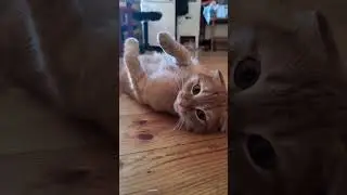 Просто балдежный кот) 😻😺   #шотландскийкот #кот #рыжийкот #scottishfold #cats #funny #funnucats #pet