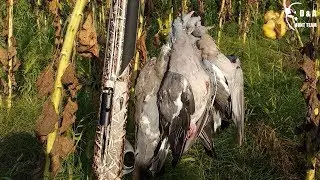 Охота на вяхиря в подсолнухе. Разведка залог успешной охоты. Pigeon hunting.