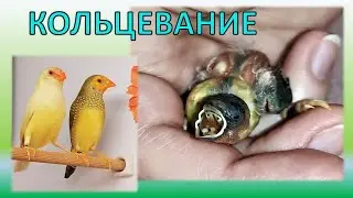 Кольца для птиц - зачем?