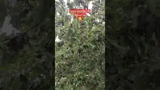 Gilas çürüyüb! 