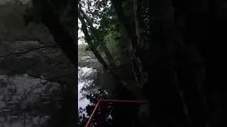 Жизненный уголок для любителей природы и тишины, редкая птица...