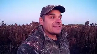 Охота на вяхиря с профилями Осень 2019