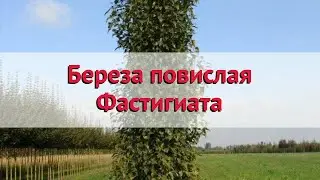 Береза повислая Фастигиата 🌿 Обзор: посадка и уход. крупномеры березы: описание и особенности
