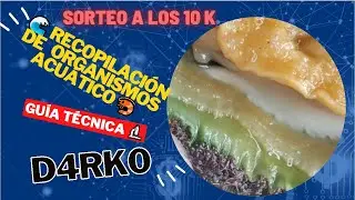 🌊🔬 RECOPILACIÓN de Organismos Acuáticos: Exploración Científica 🦐🔍