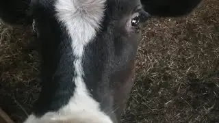 Лето в деревне.