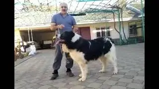 Кавказец/Потомок чемпионов 100 кг...