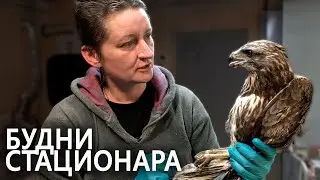 Авиарий в Сирине, будни стационара, куница не хочет в лес