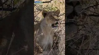 WE SAW LIONS! River and Wilder on Wild Africa Safari