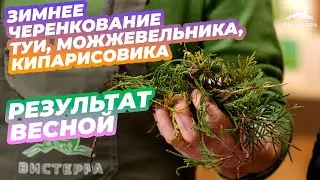 ЧЕРЕНКОВАНИЕ ТУИ | ЧЕРЕНКОВАНИЕ МОЖЖЕВЕЛЬНИКА | ЧЕРЕНКОВАНИЕ КИПАРИСОВИКА | РЕЗУЛЬТАТ ВЕСНОЙ