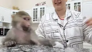 #Гамадрилы