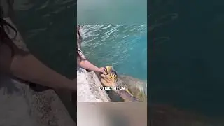 Укусила черепаха 