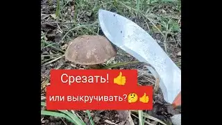 Грибы.  Срезать или выламывать? 🤷‍♂️Тема закрыта!👌👍🤝