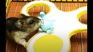 🐹 Uncovering the Hidden Level of a Hamster Maze Game!