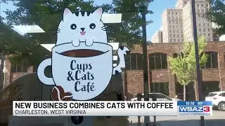 New business combines cats with coffee