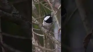 Are such sounds of this bird heard in your area? 